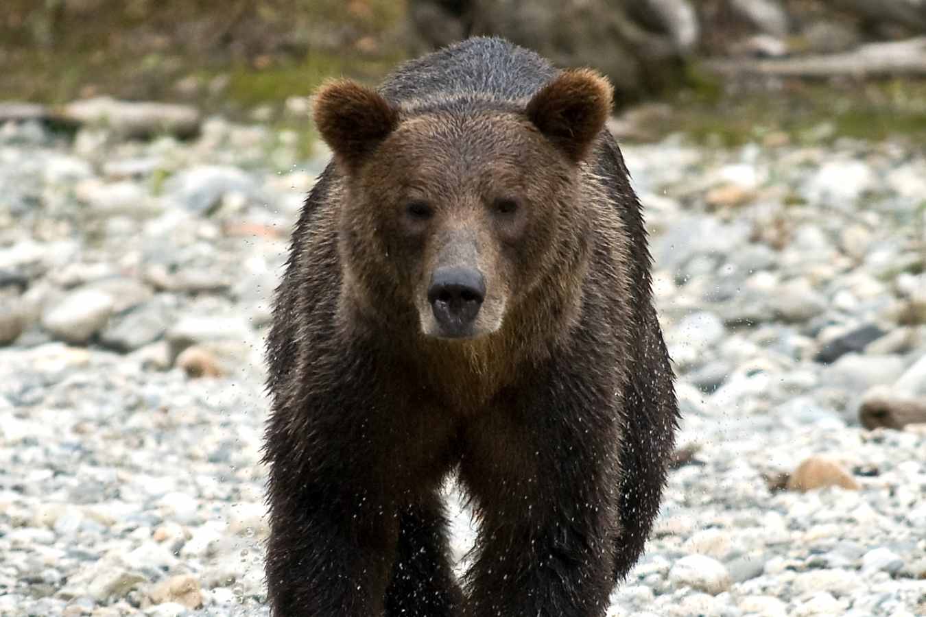 Bear - Sonora Resort