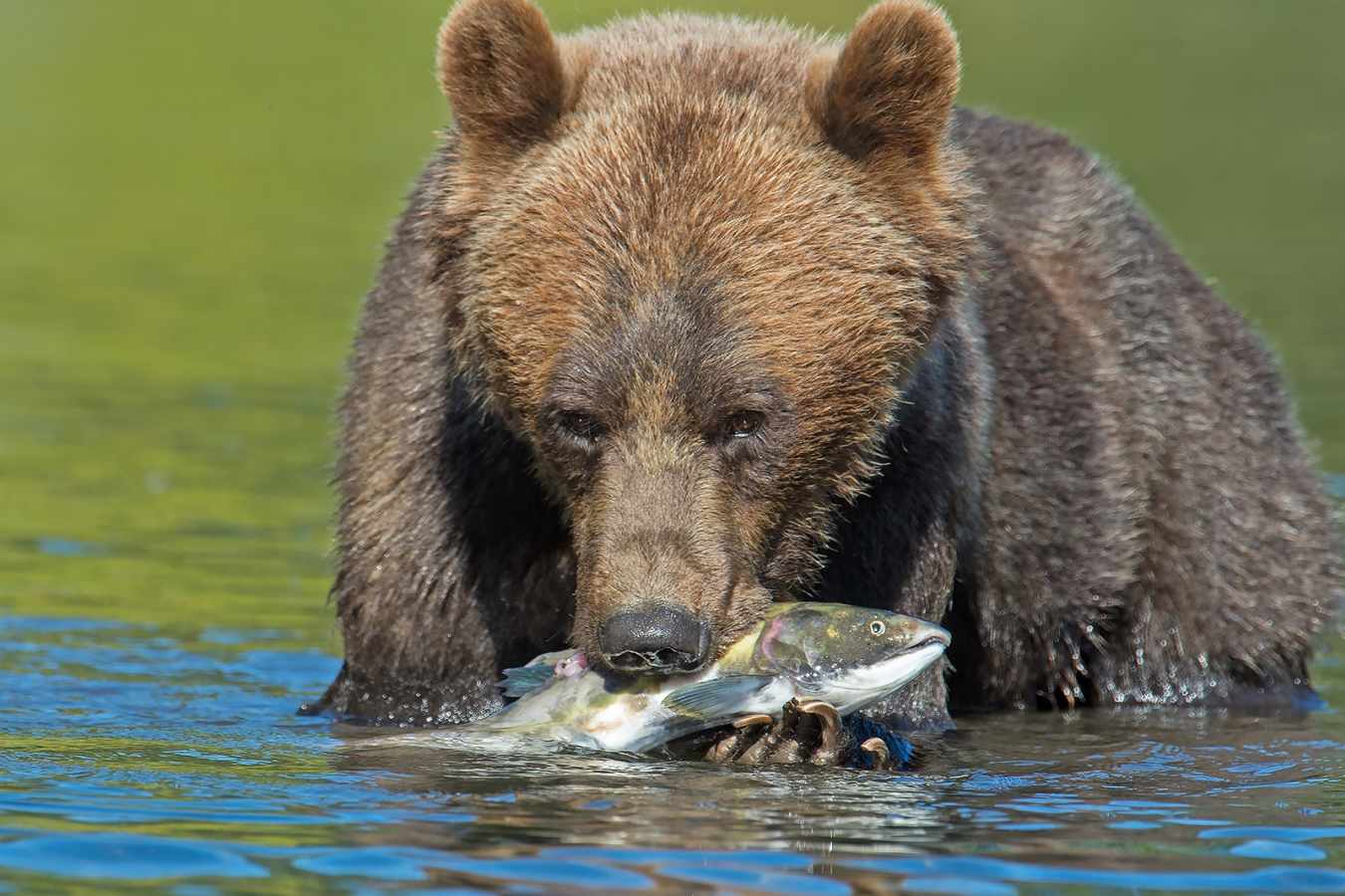 Bear