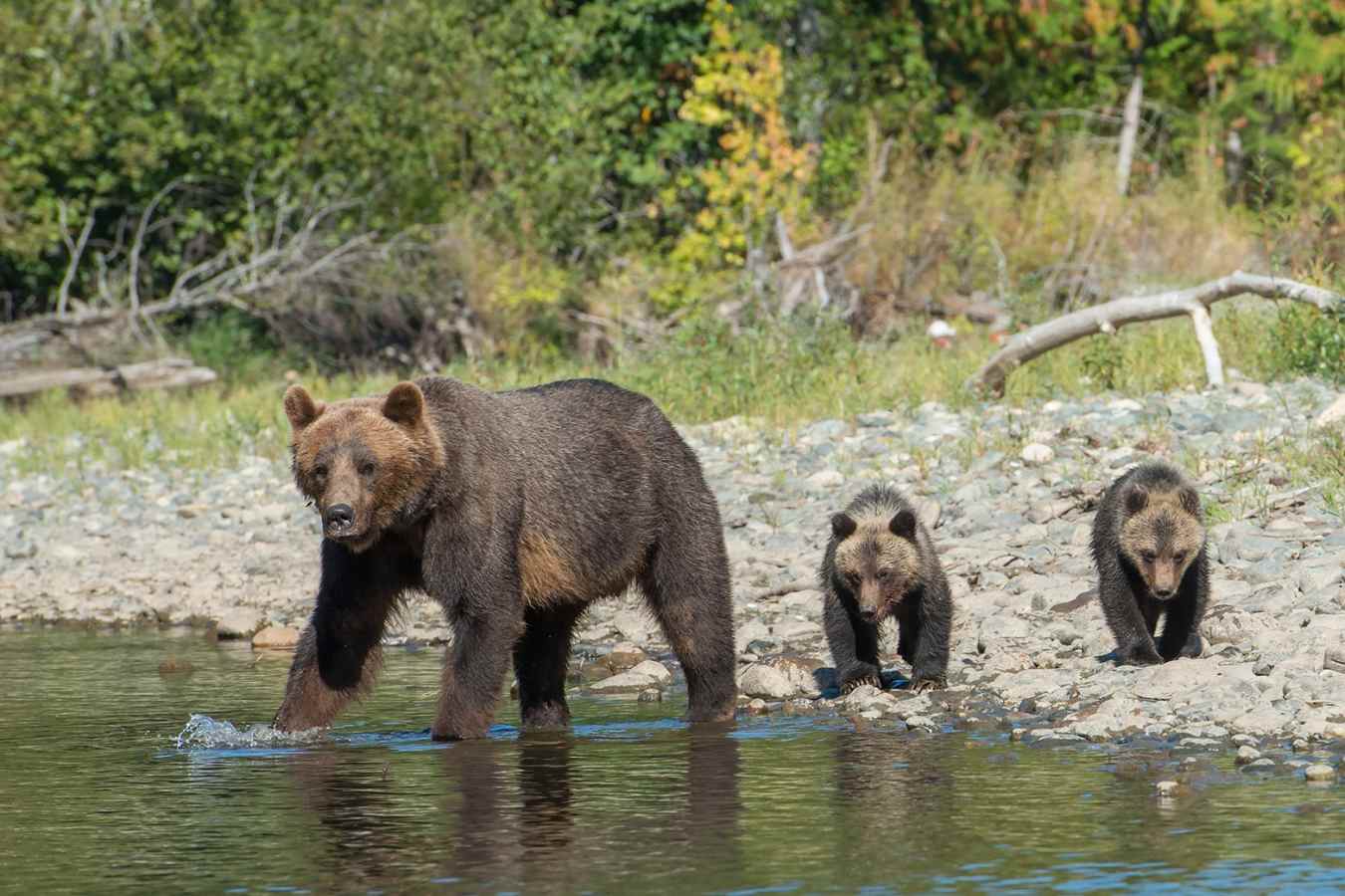 Cubs
