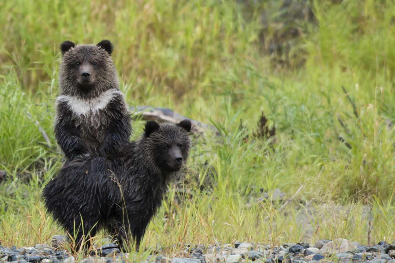 Bears