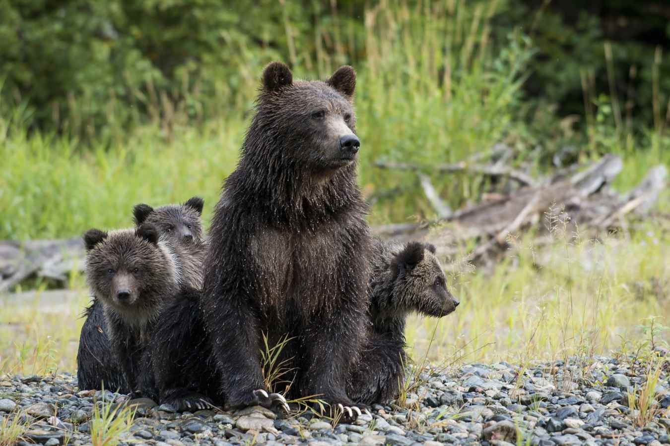 Bears