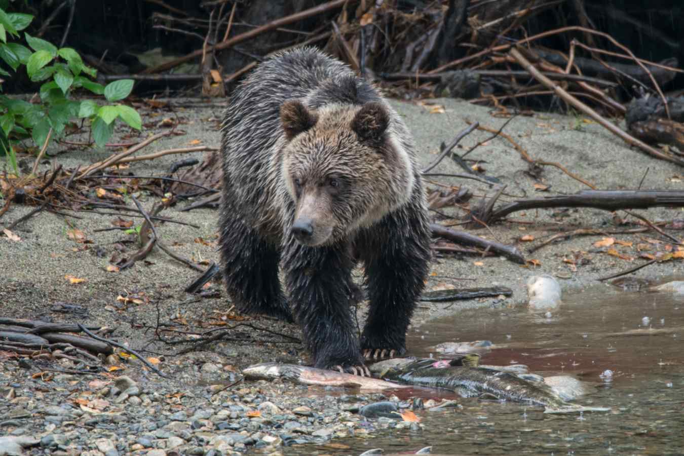 Bear