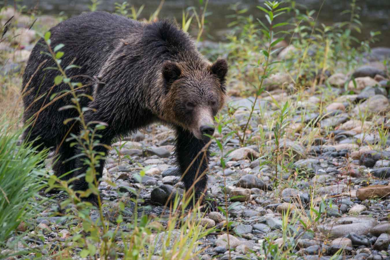 Bear