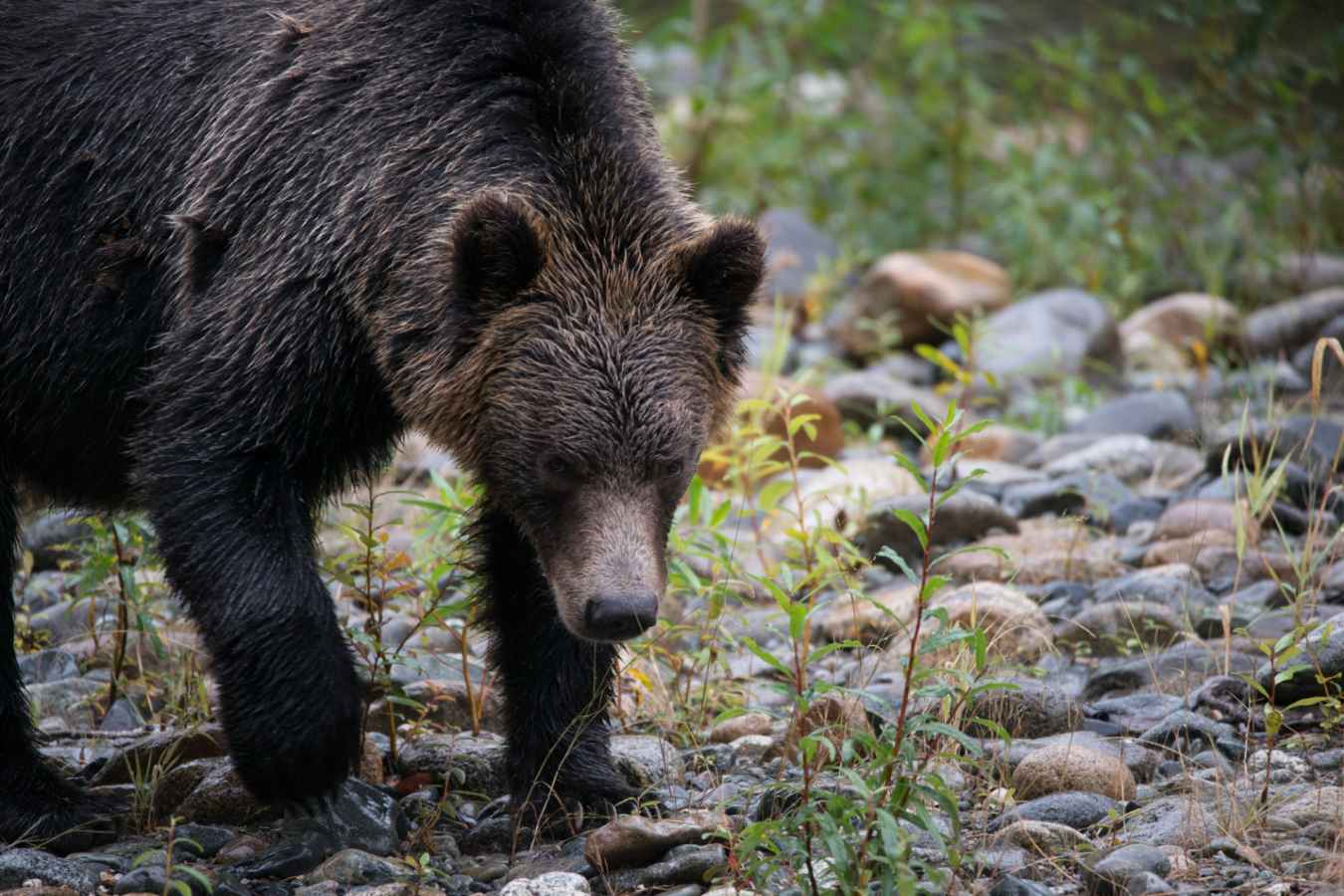 Bear