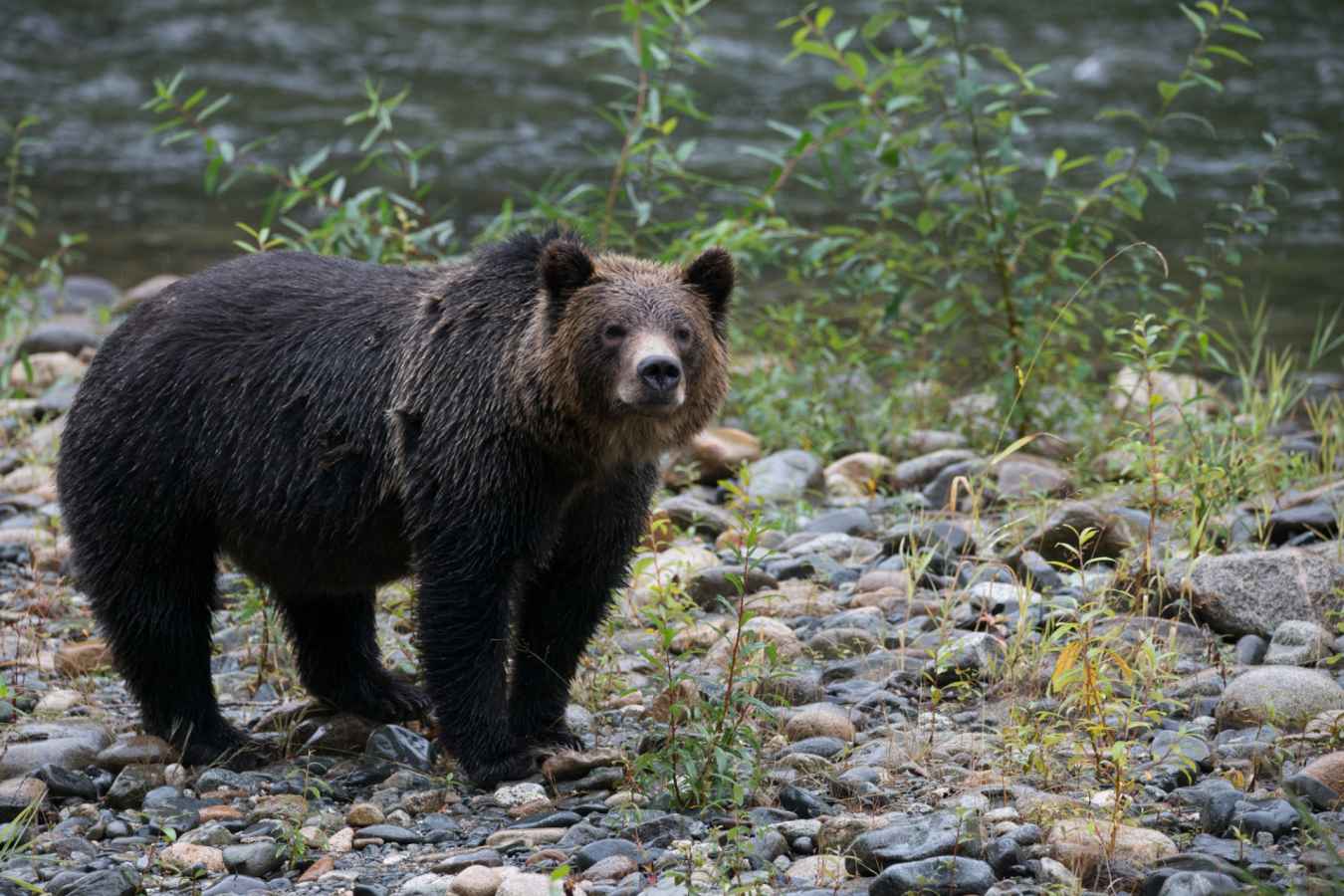 Bear
