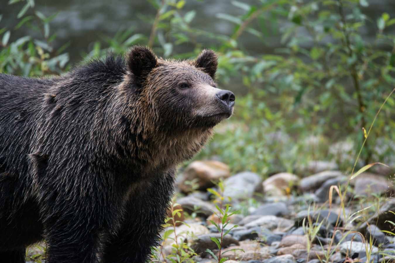 Bear