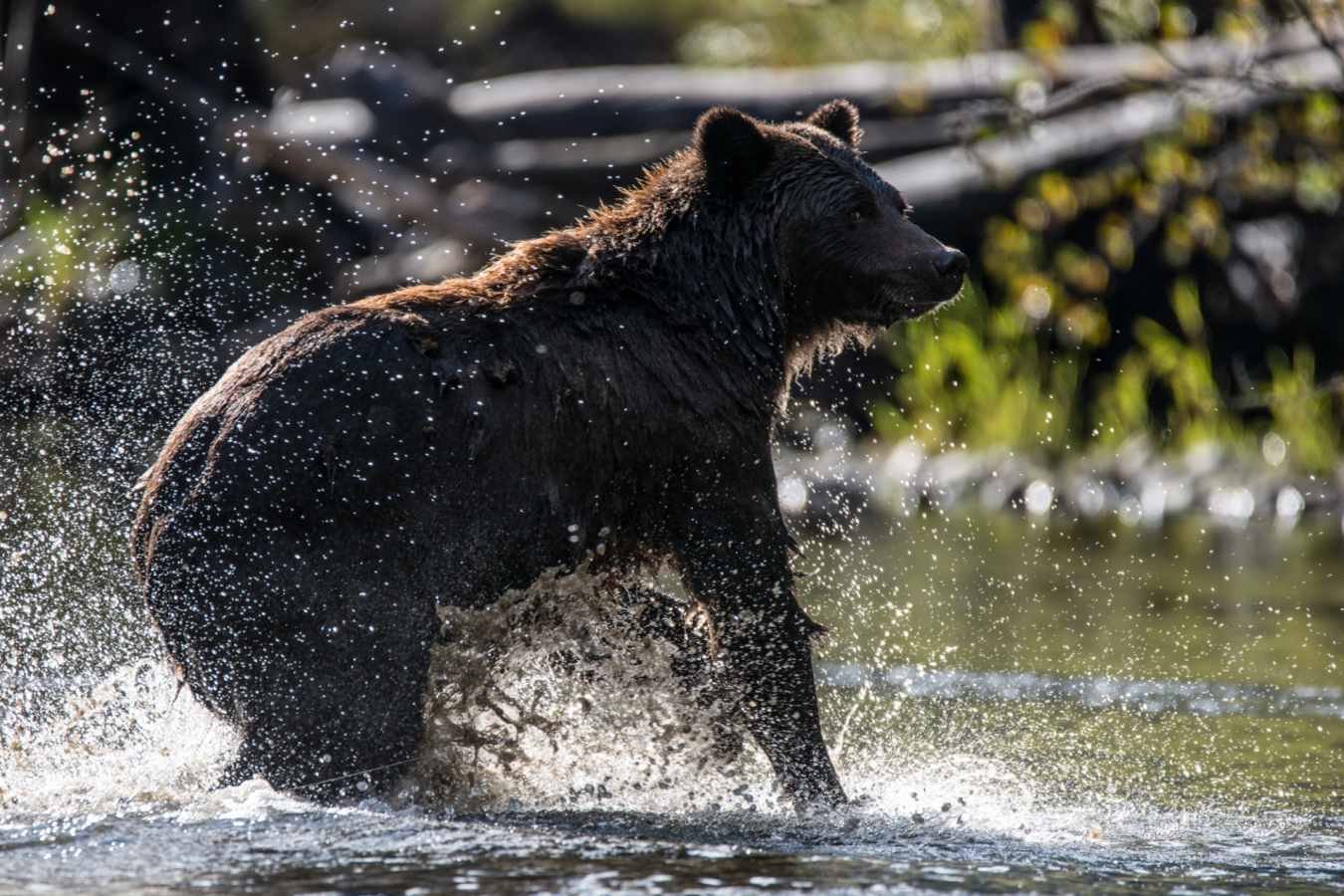 Bear