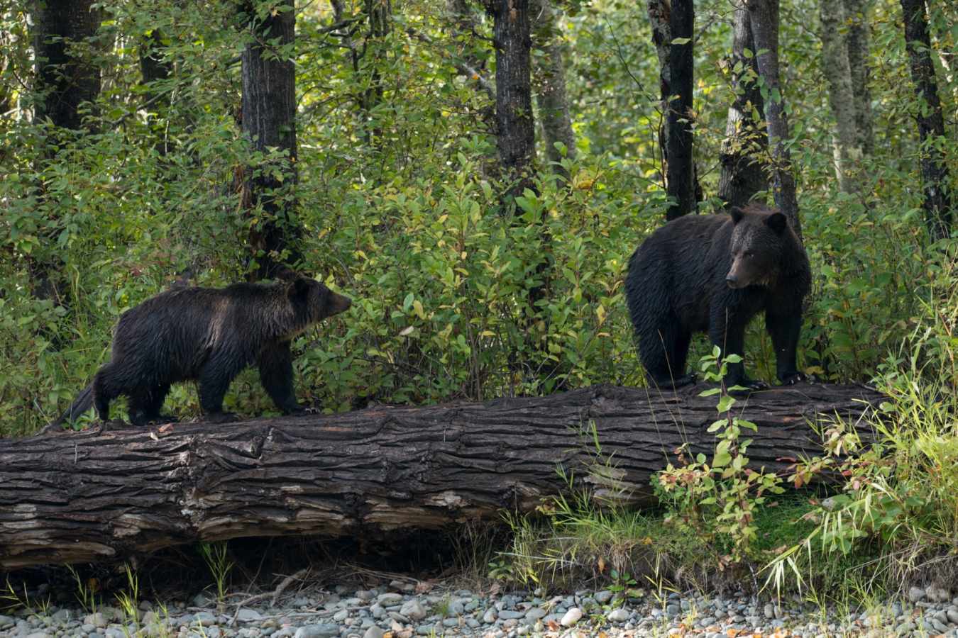 Bears