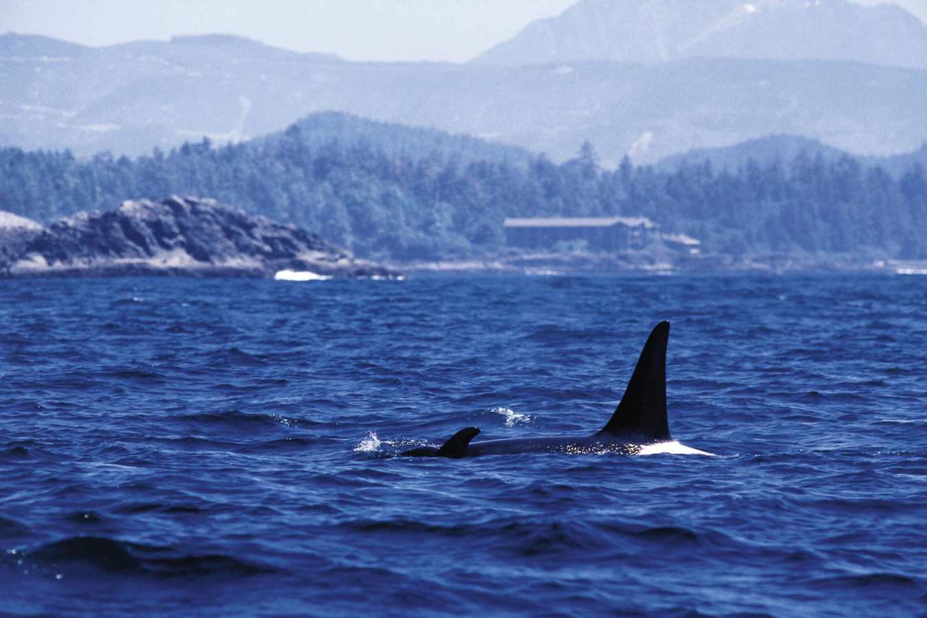 Orca Whale passing Wickaninnish Inn