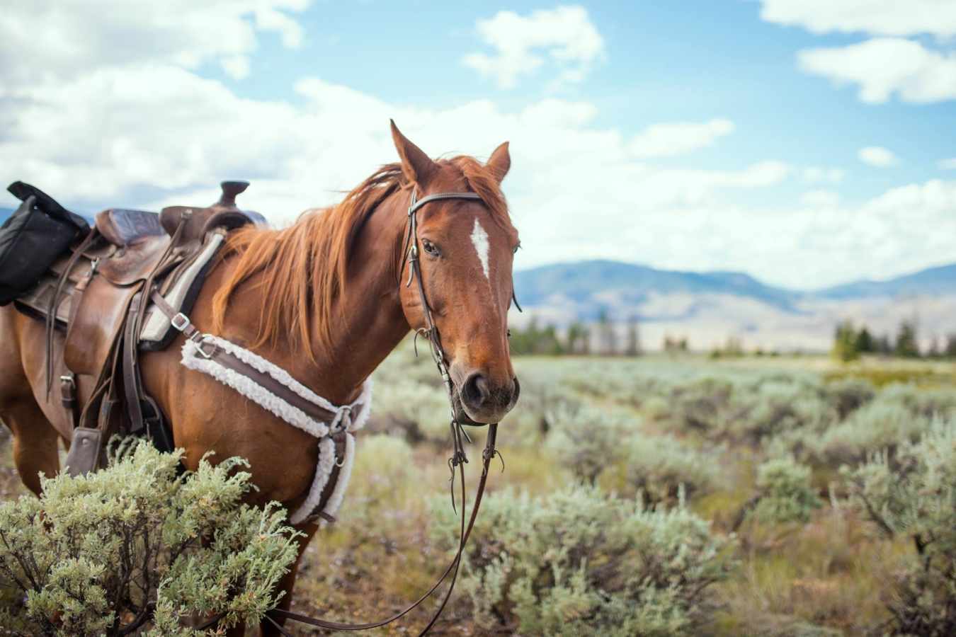 Sundance Ranch - British Columbia with Kids
