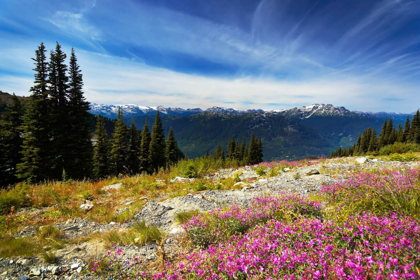 Alpine summer meadows - Canada