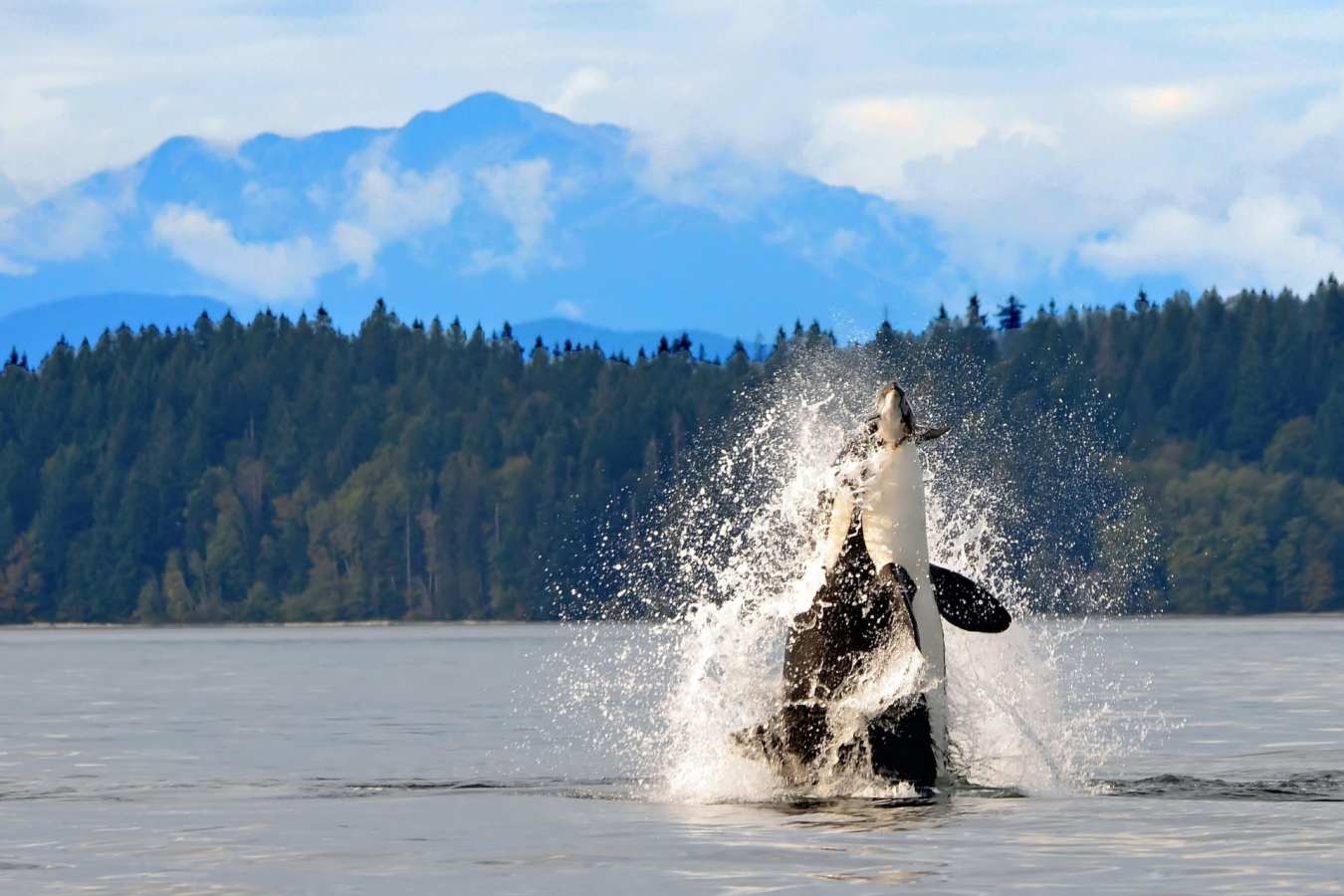 Orcas - Orcas on Vancouver Island