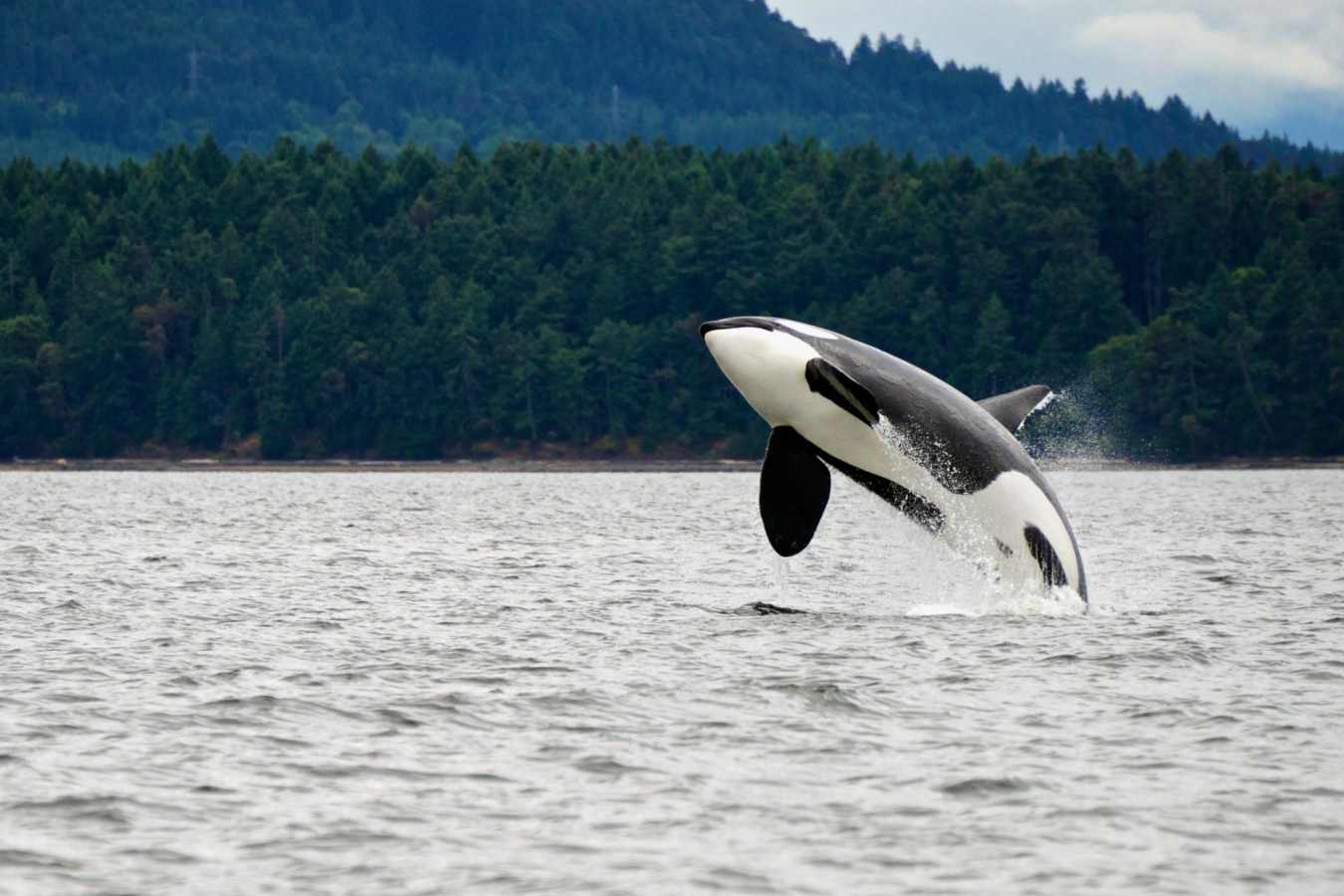Killer whale breaching - Best of British Columbia