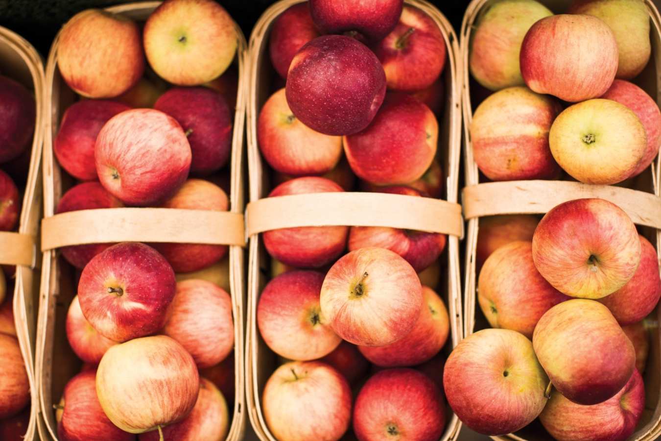 Apple Harvest - Gourmet Ontario and Quebec