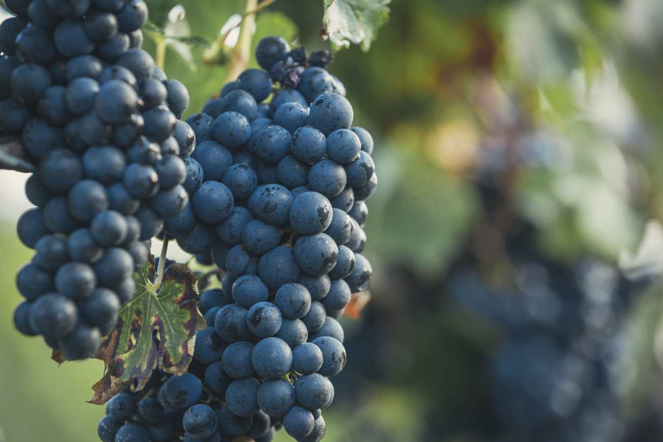Vineyard - Gourmet Ontario and Quebec