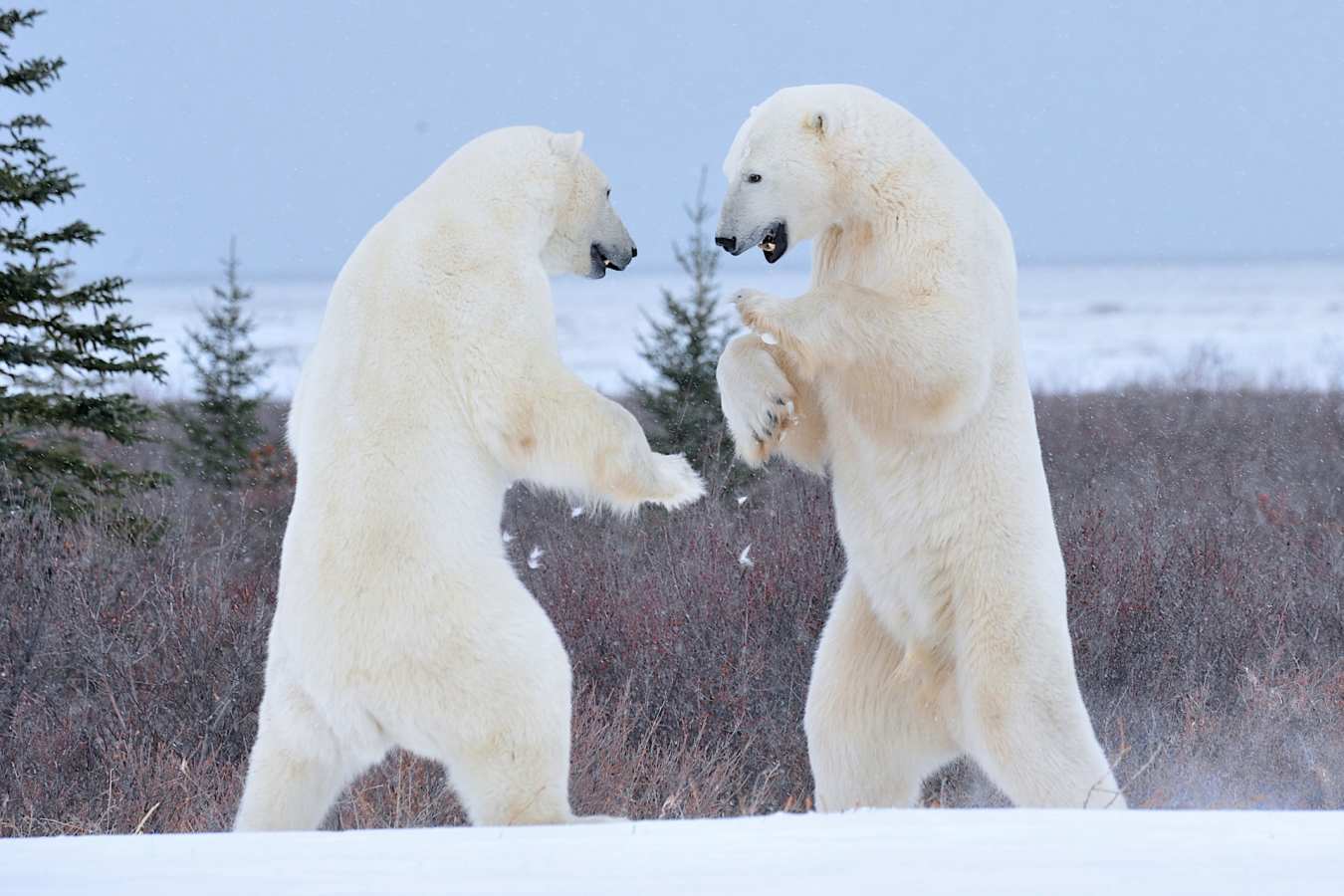 Bears sparring