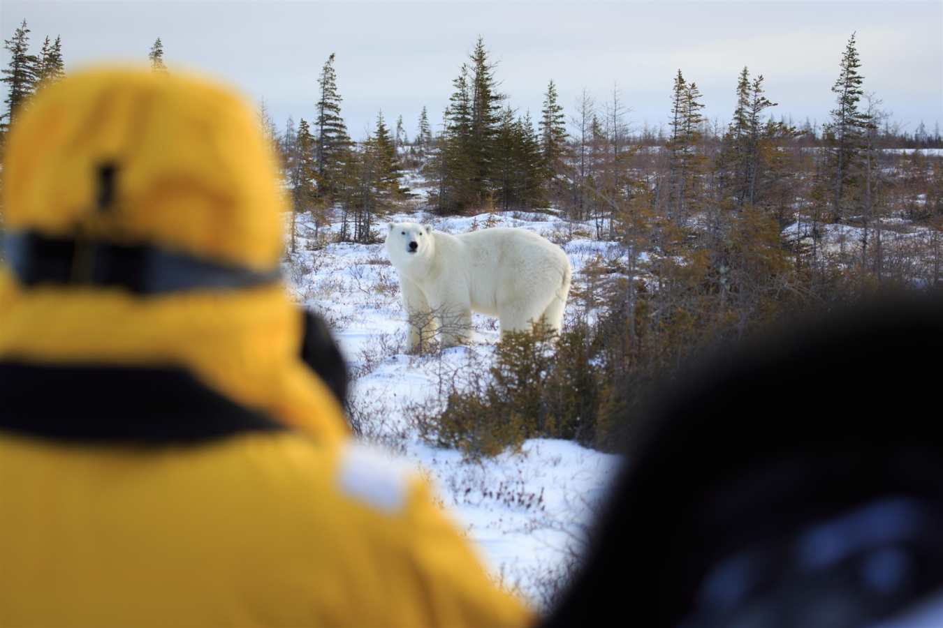Photography opportunity of the Great Ice Bear