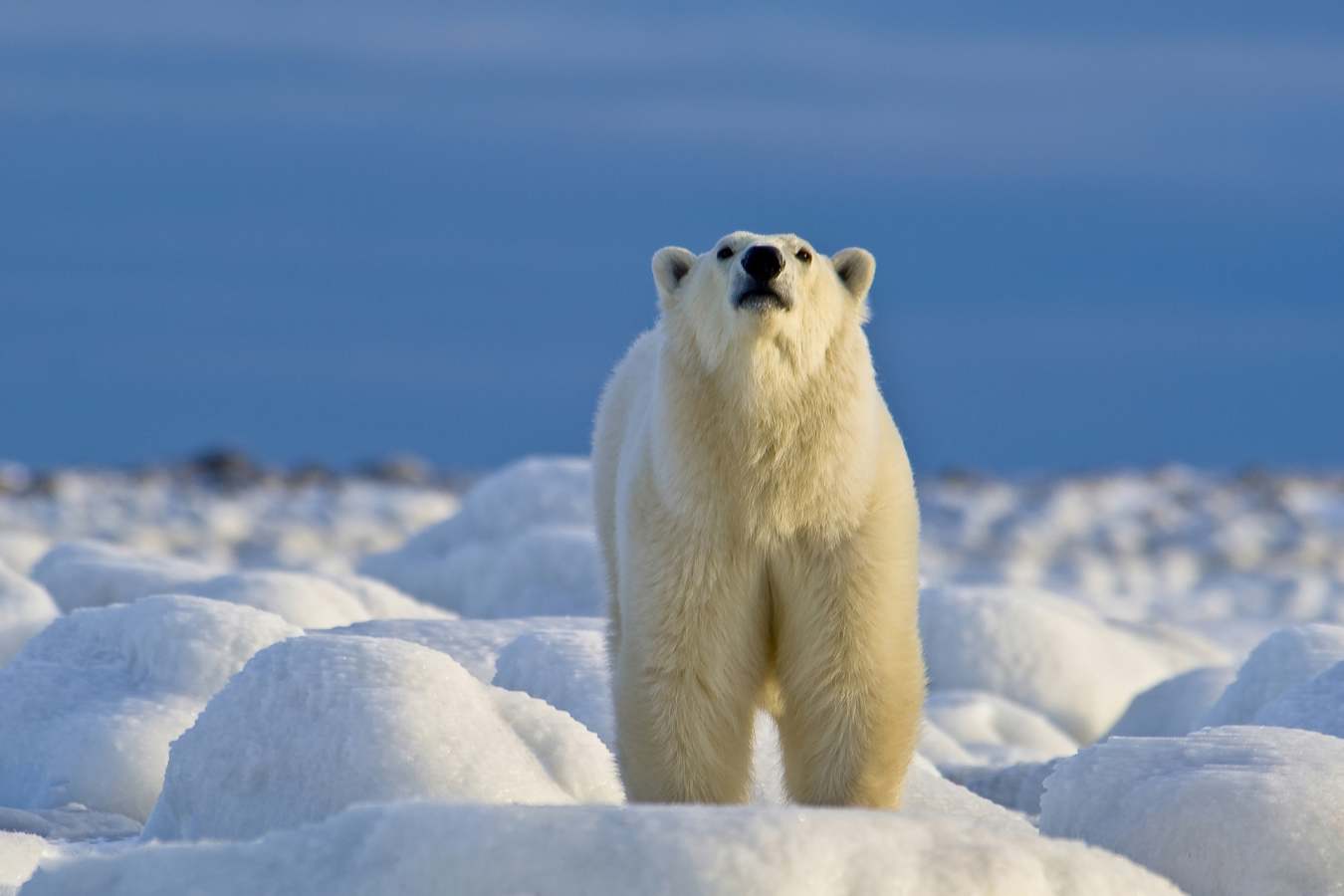Polar Bear sniffing