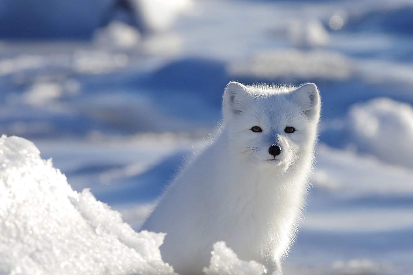 Arctic Fox