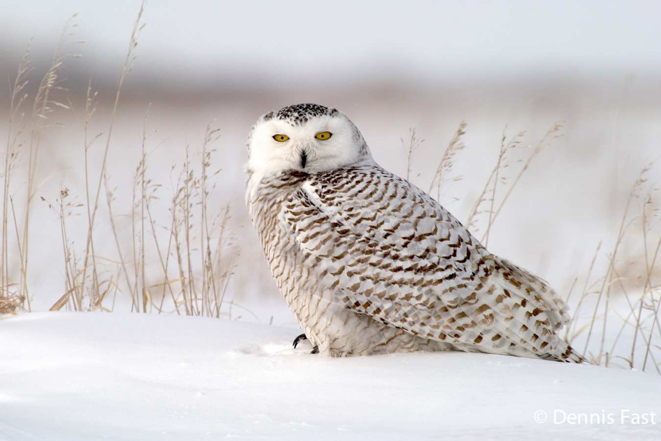 Sitting Owl