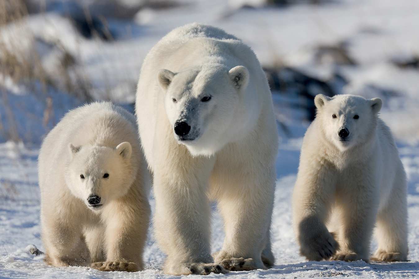 Mother Polar Bear with her cubs