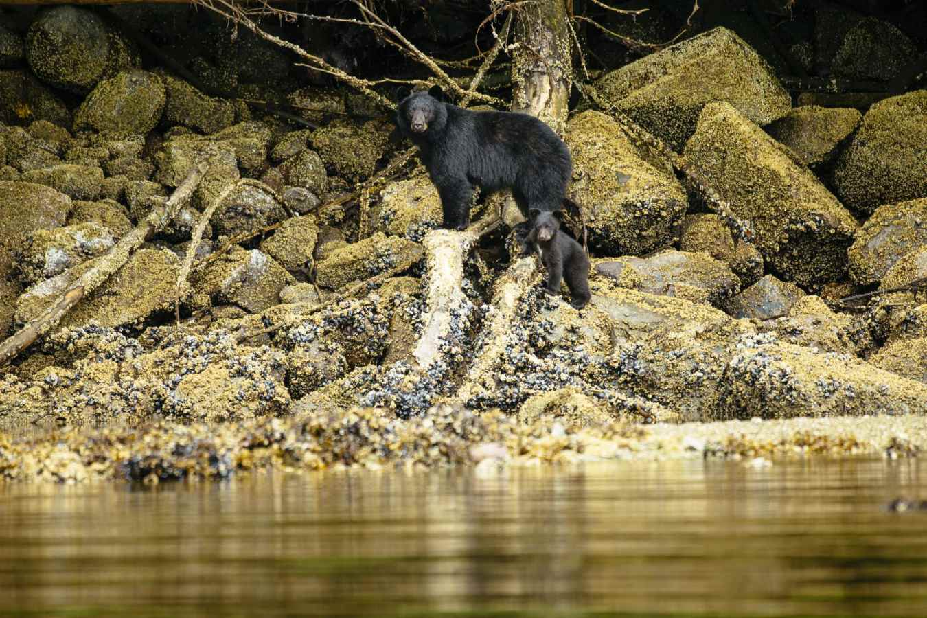 Bears at Nimmo Bay - West Coast Canada In Style