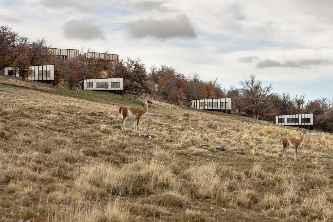 Awasi Patagonia