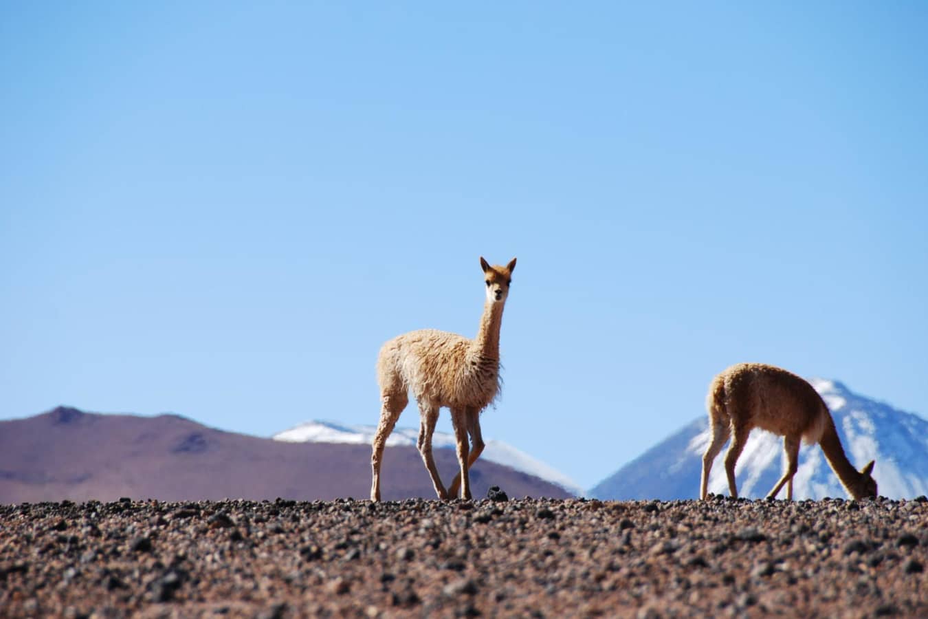Vicunas - Alto Atacama Desert Lodge & Spa