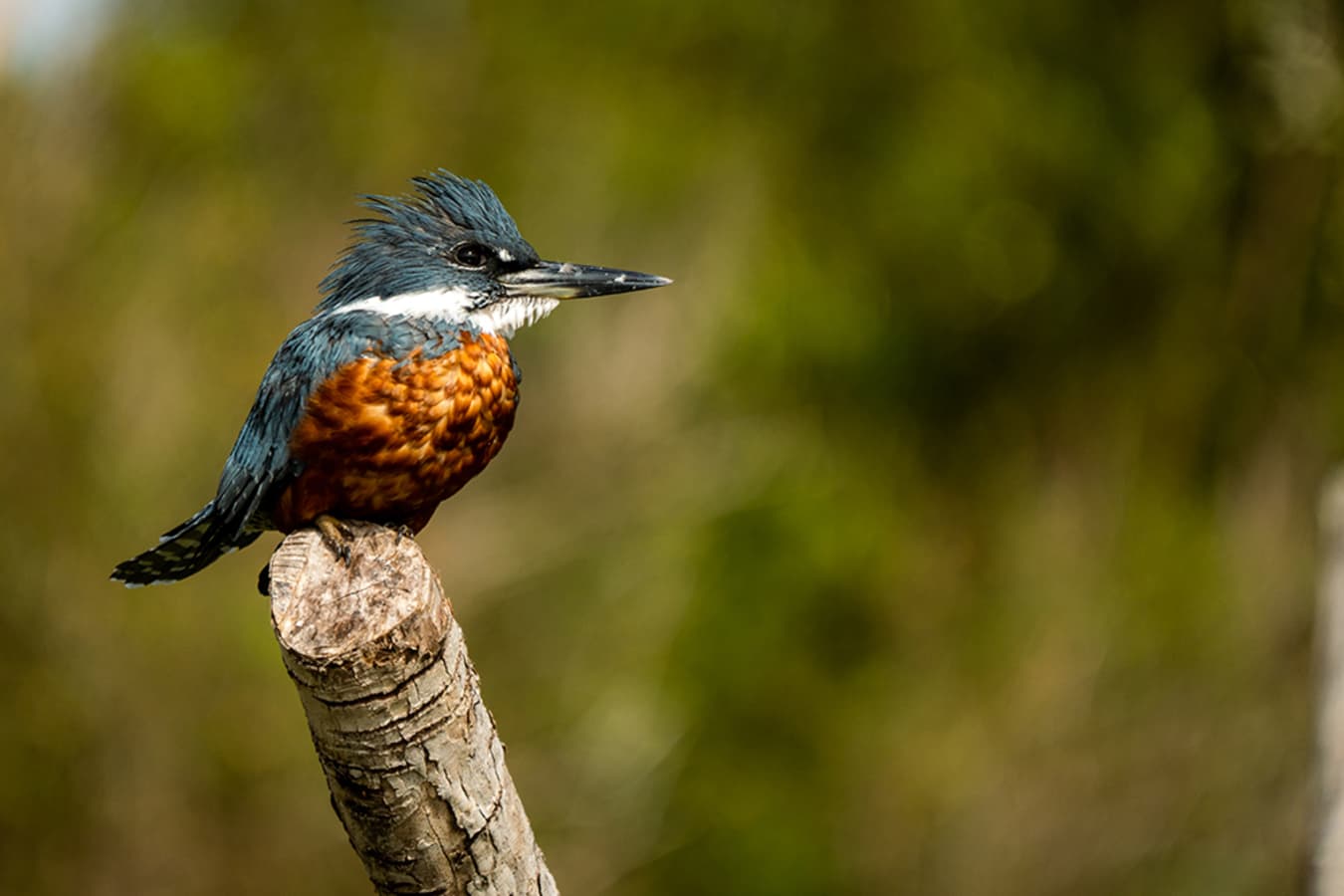Refugia Chilo - bird  