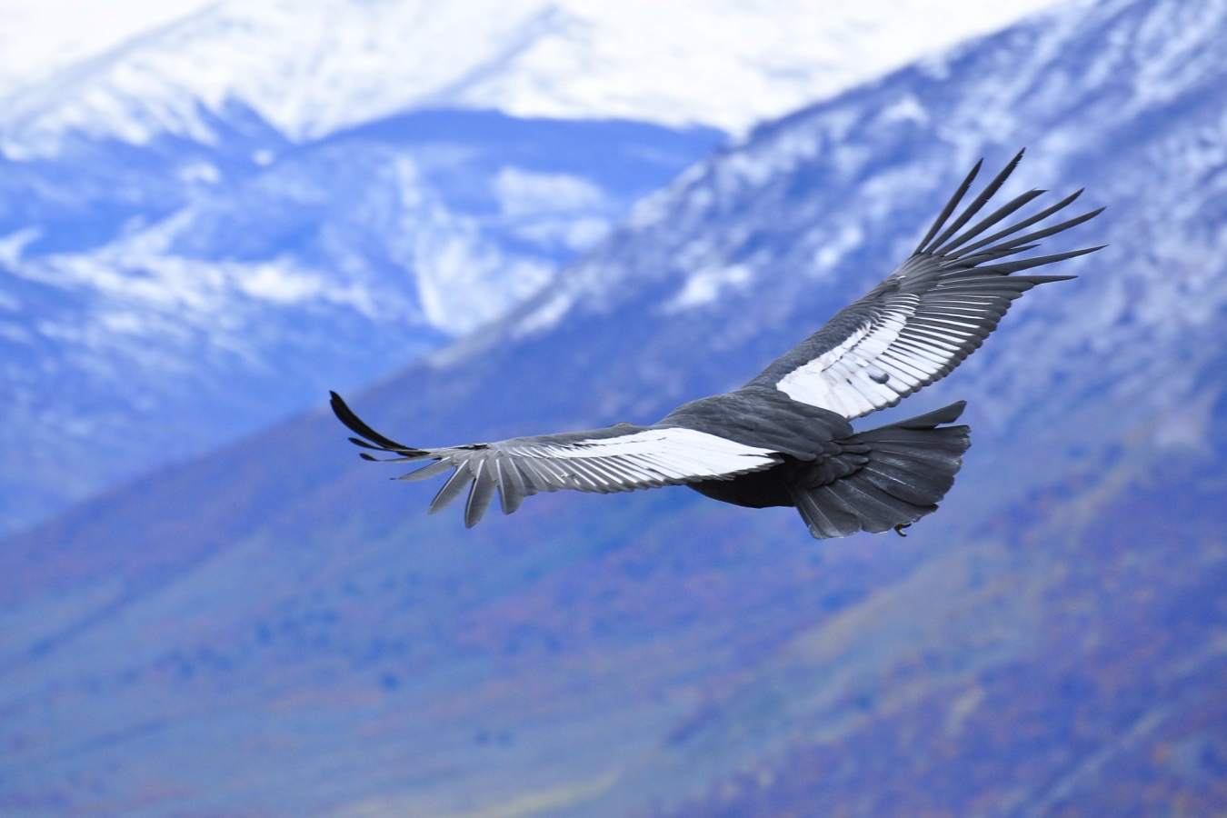 Bird watching - The Singular Patagonia