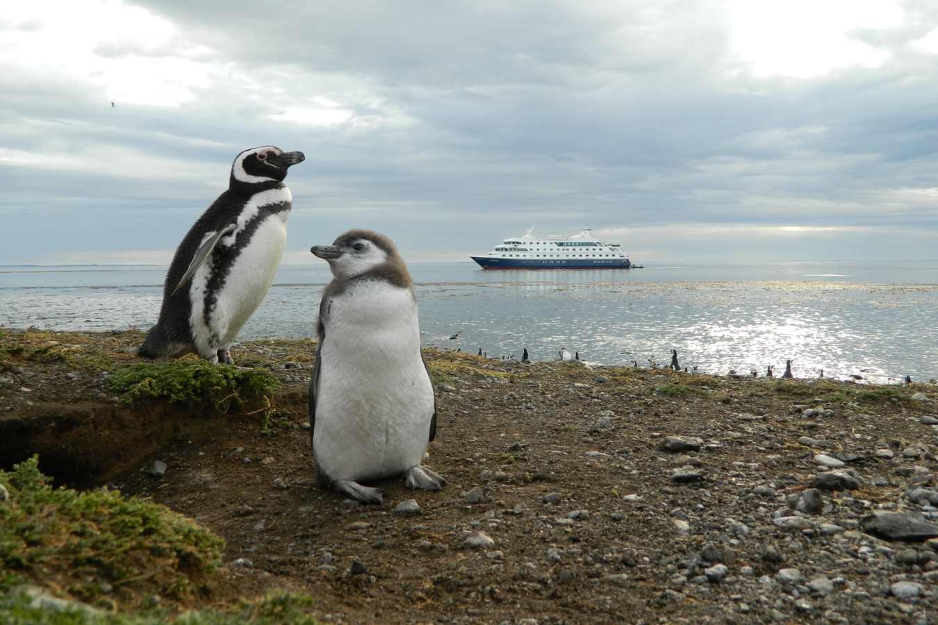 Penguins - Australis Cruises