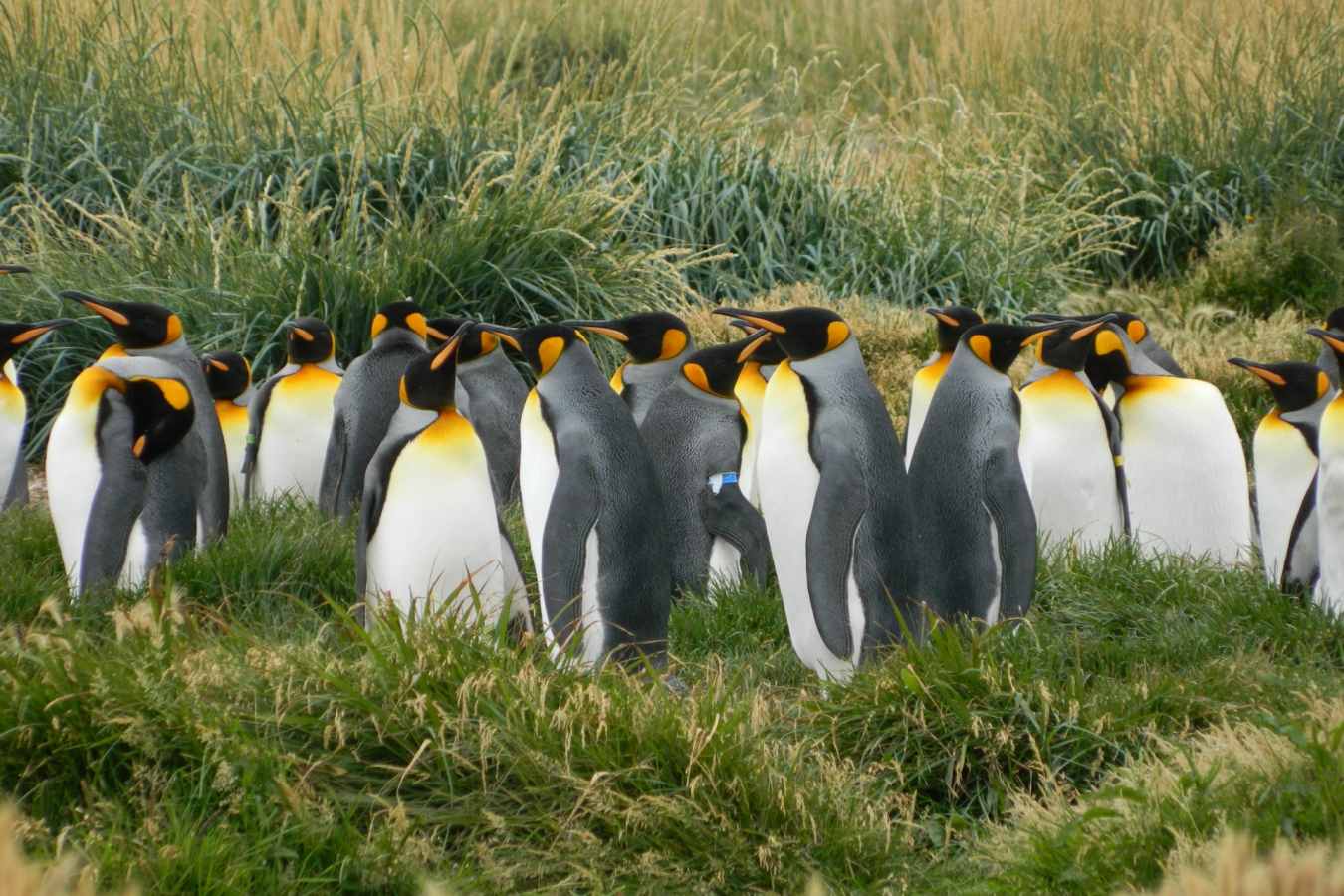 King penguins - Australis Cruises