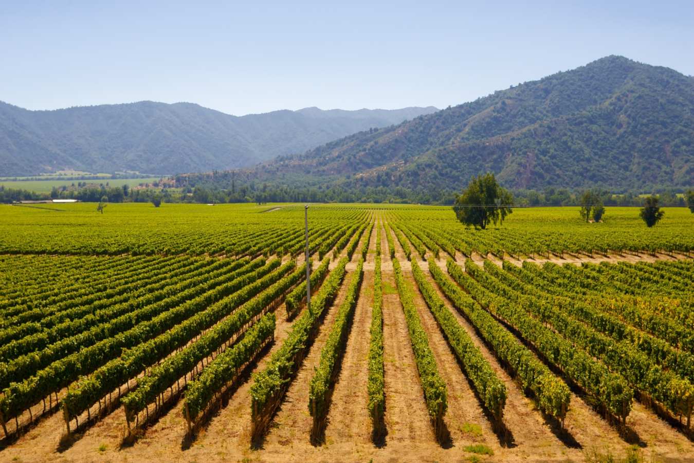 Chile's wine country