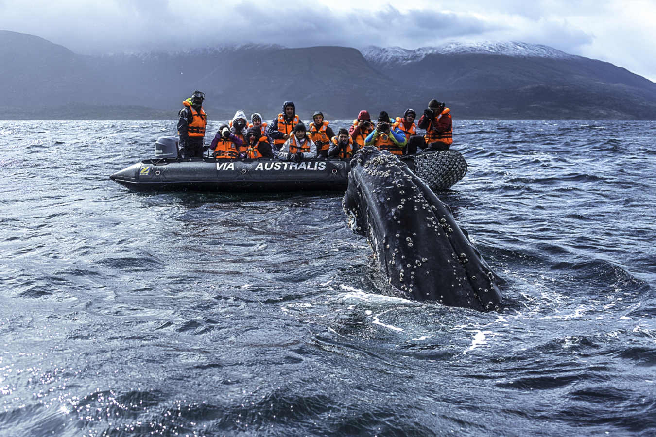 Whale watching Australis - Patagonia by land & sea