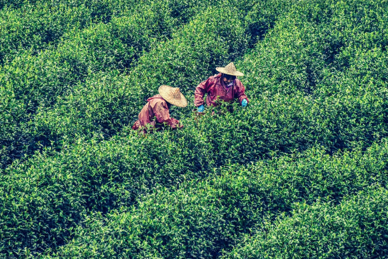 White Tea Harvest