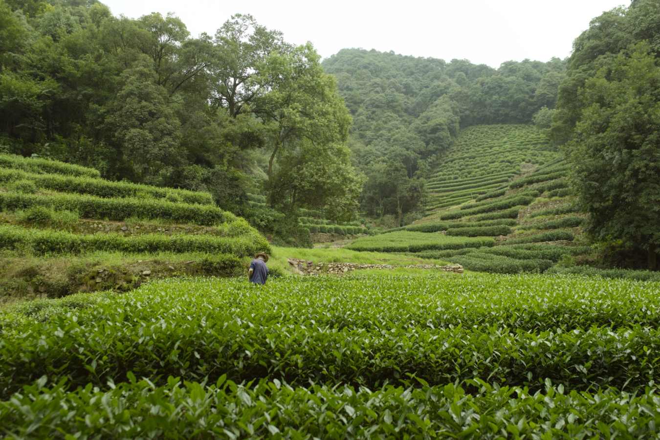 Longjing Tea Fields - Amanfayun