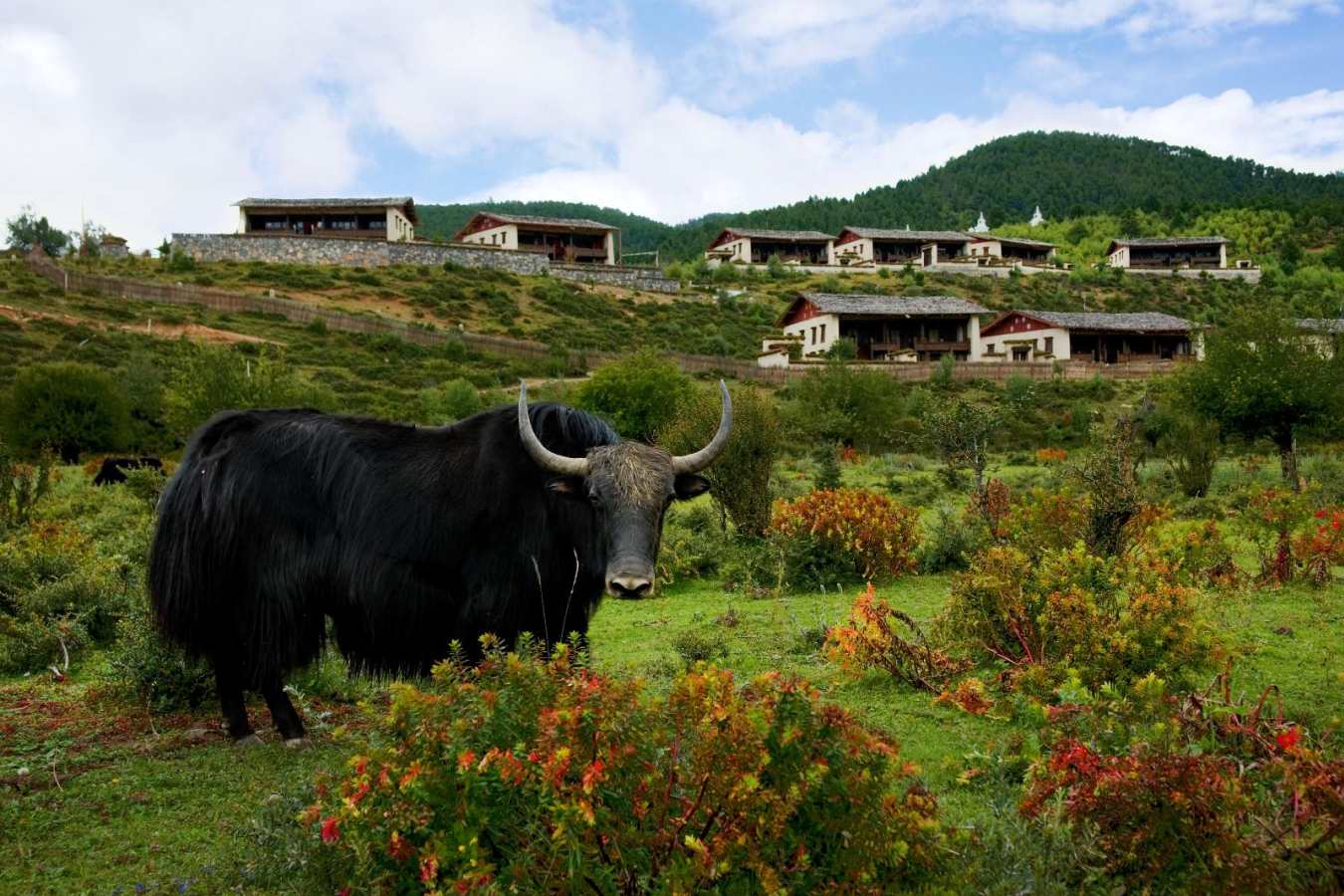 Yak in front of the hotel - Banyan Tree Ringha