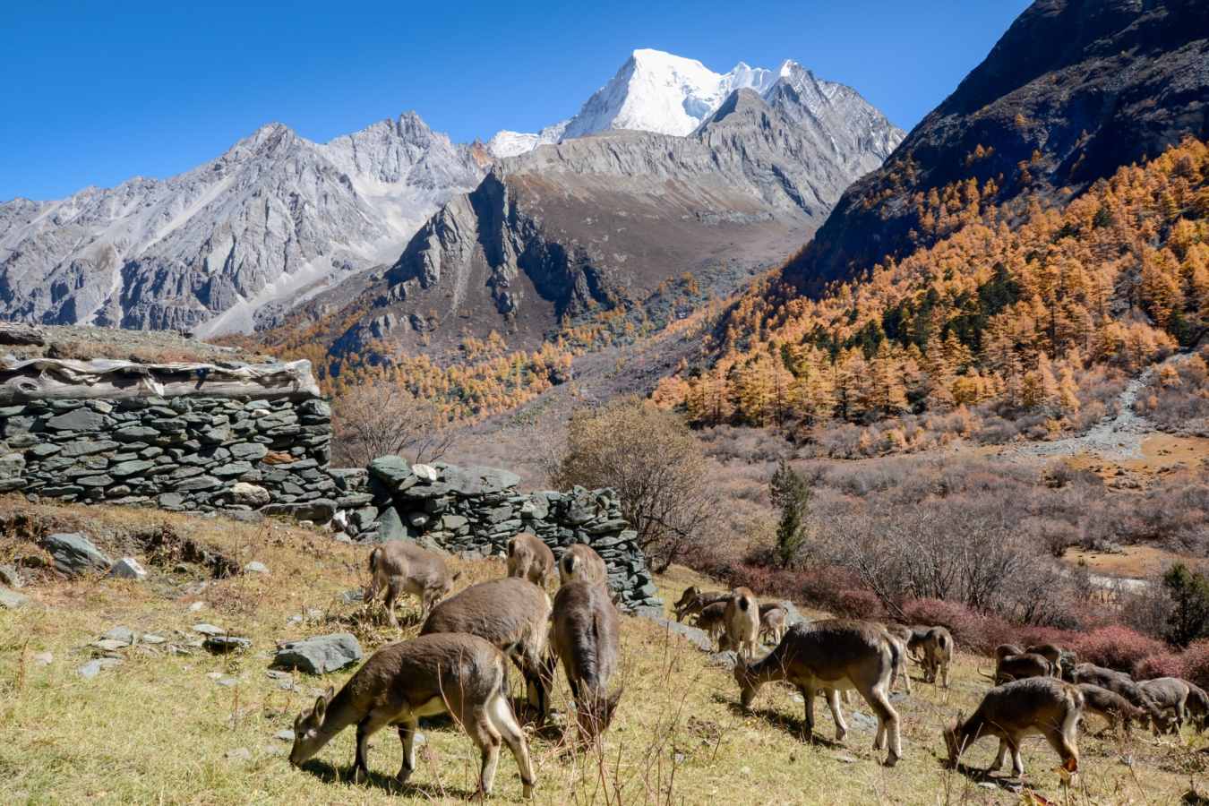 Yading