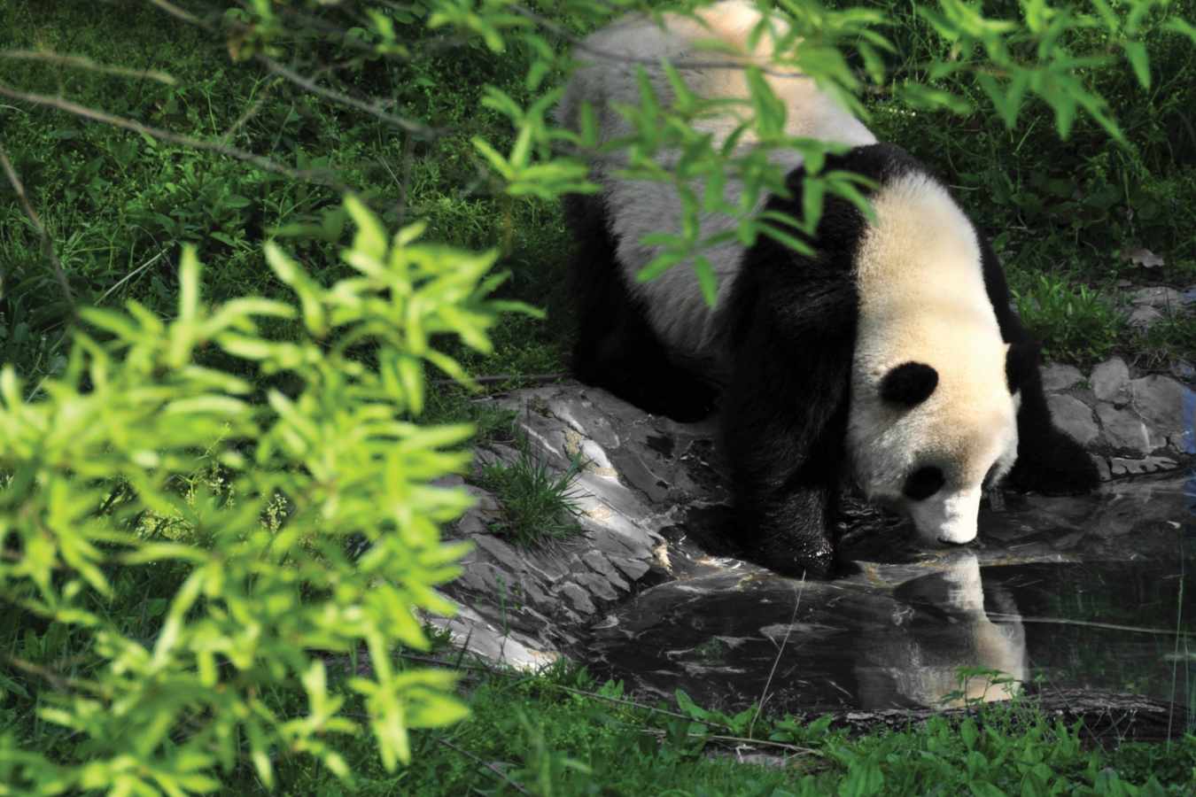 Panda - Six Senses Qing Cheng Mountain