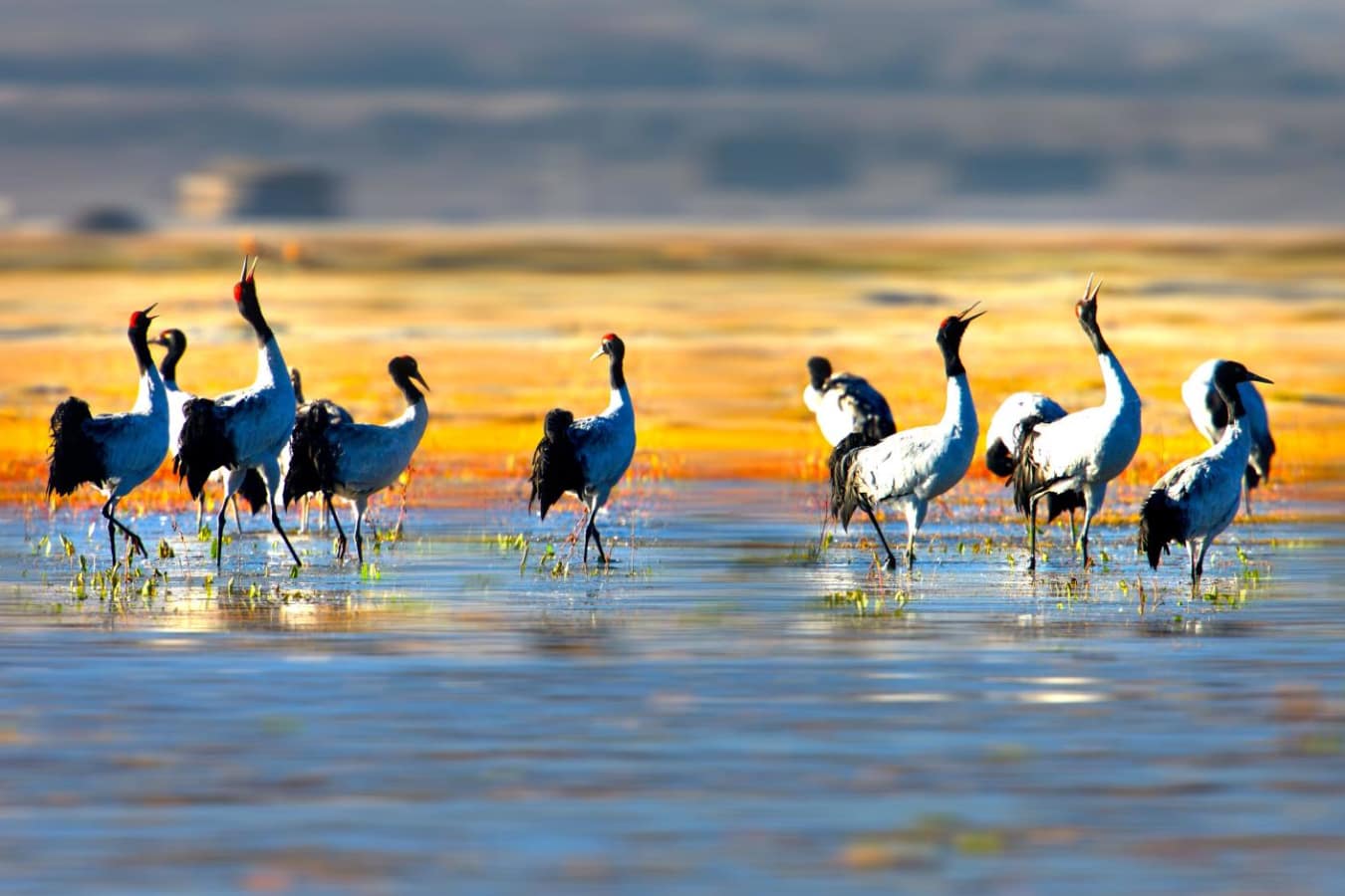 Wildlife  - Songtsam Retreat