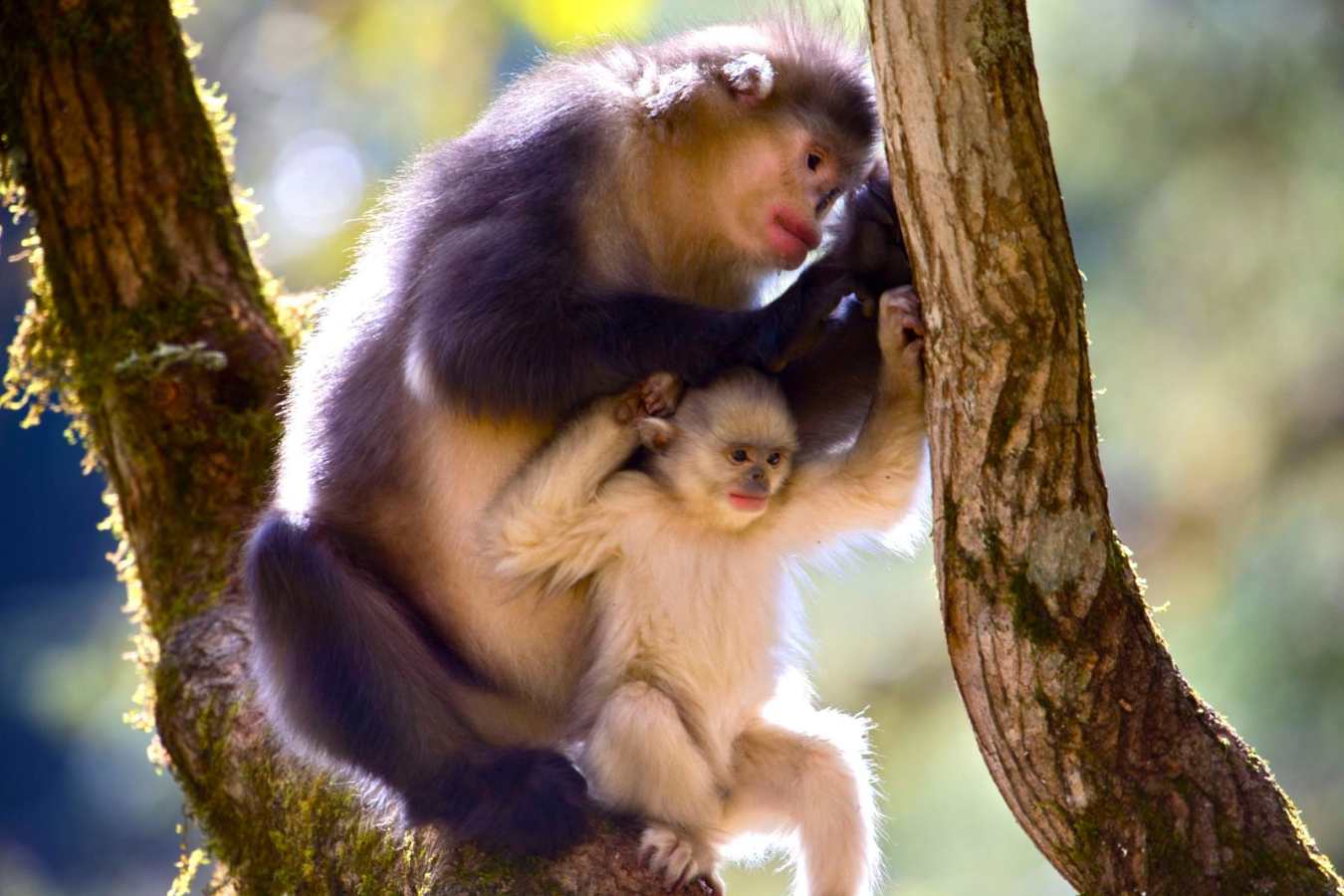 Monkey   - Songtsam Tacheng