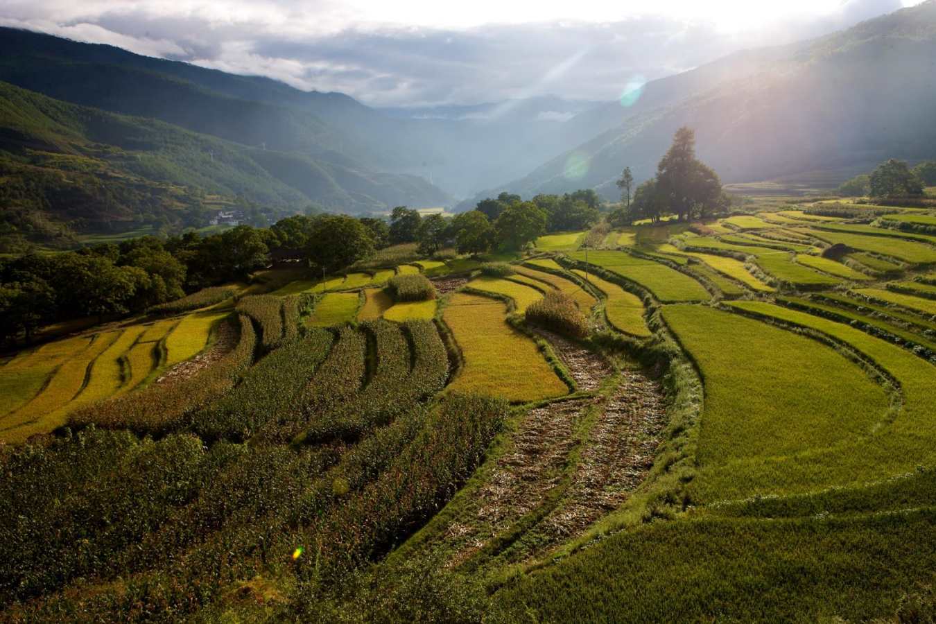 Rice Fields   - Songtsam Tacheng