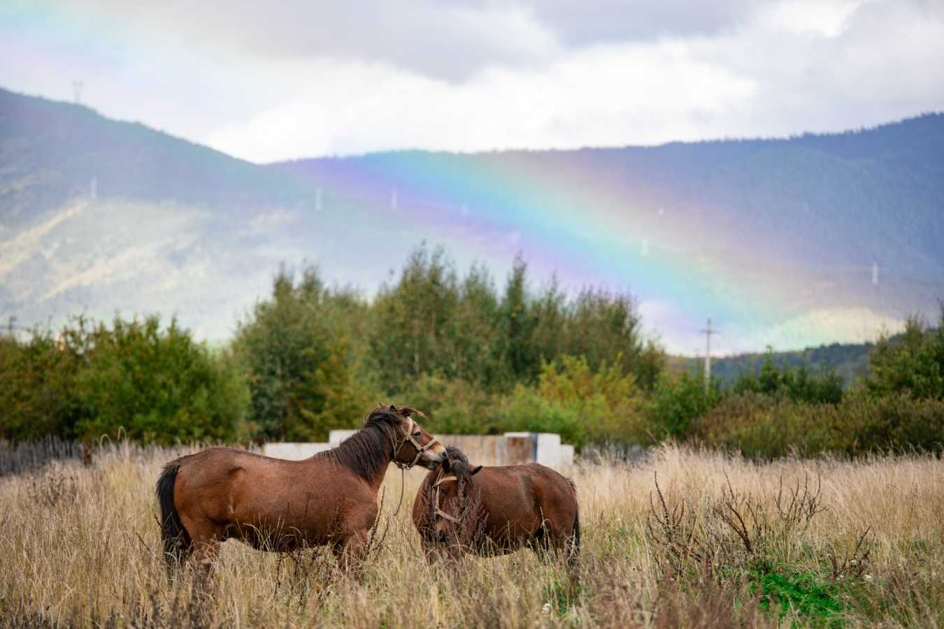 Horses  Rainbow