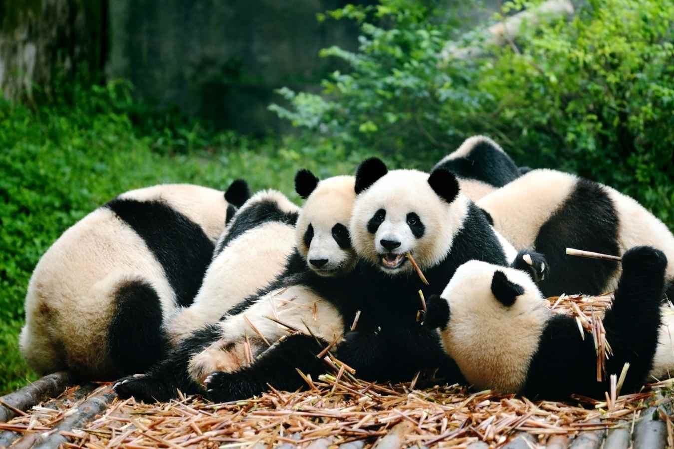 Pandas in Chengdu China
