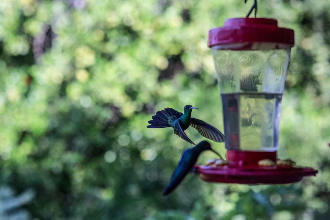 Birdlife