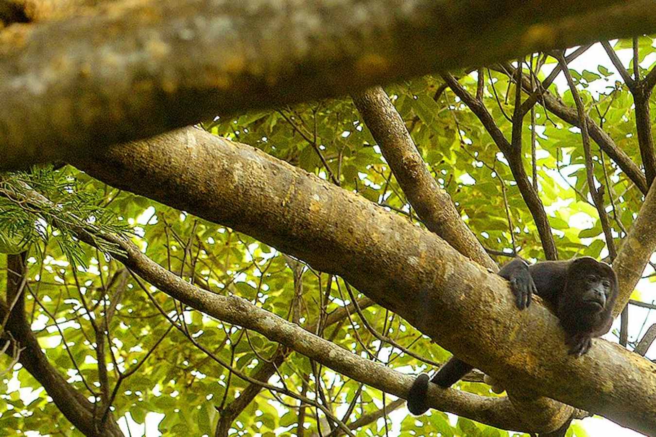 Monkeys in the trees - Andaz Peninsula Papagayo Resort
