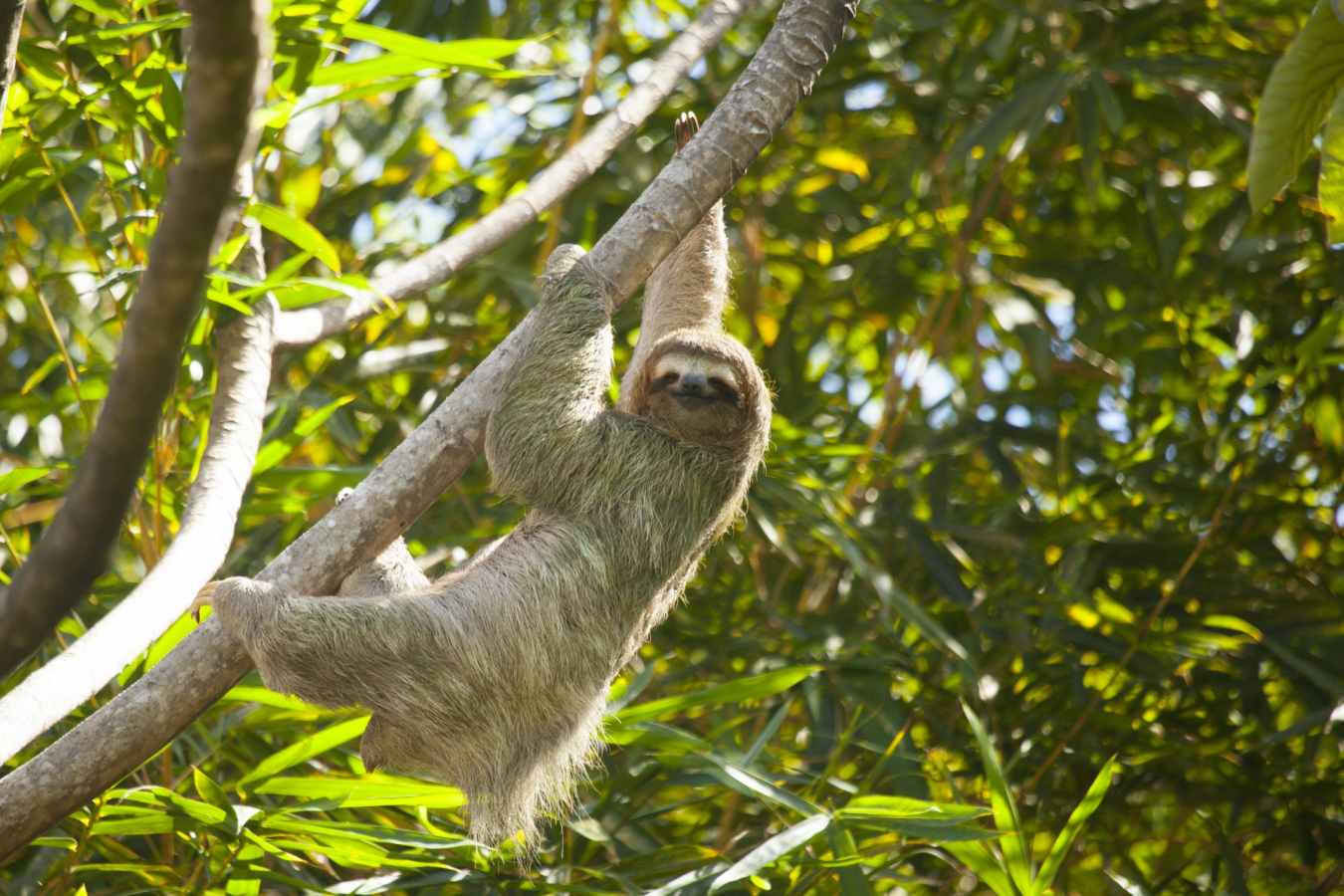 Sloth - Arenas del Mar