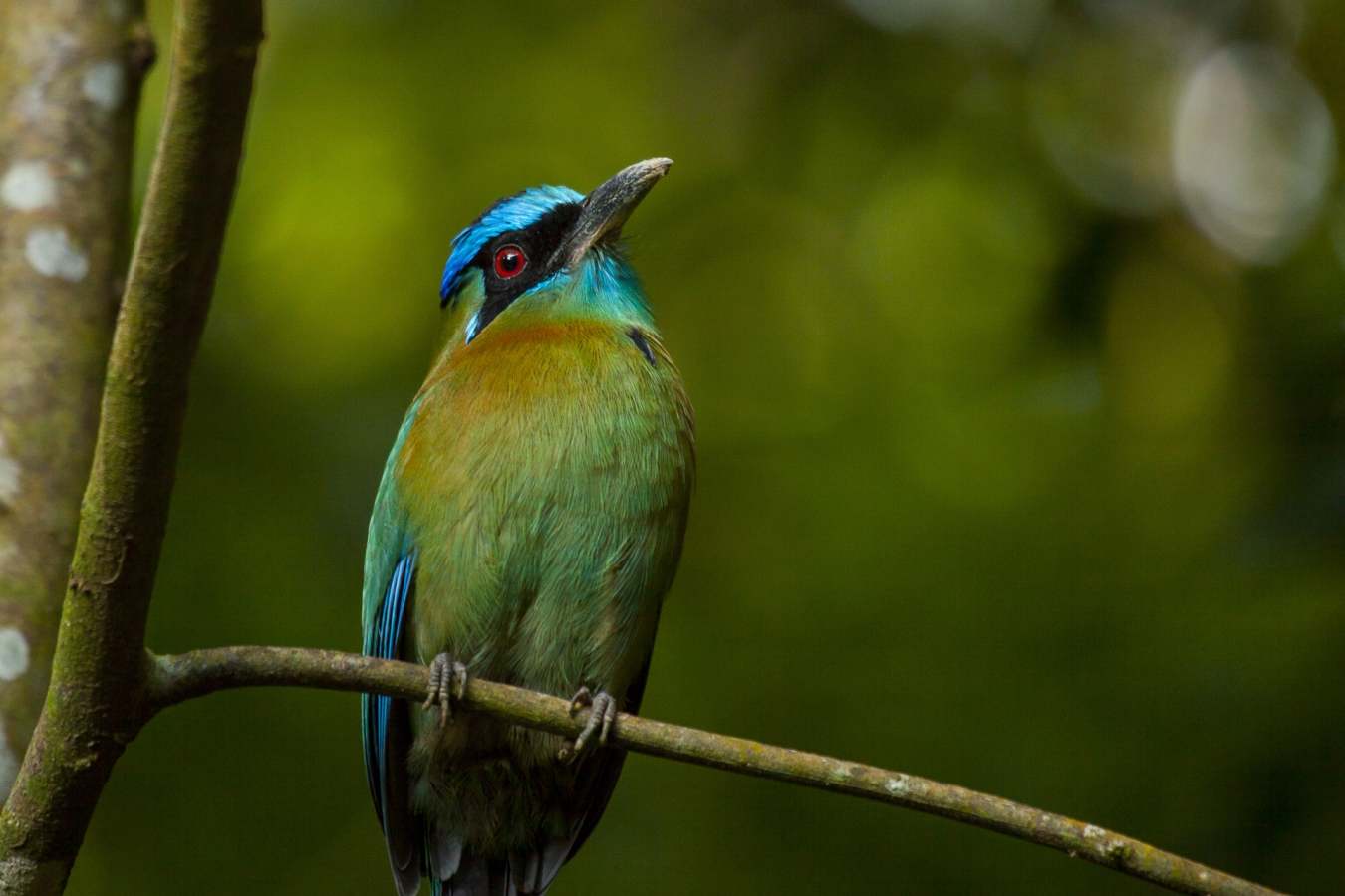 Birdlife - Arenas del Mar