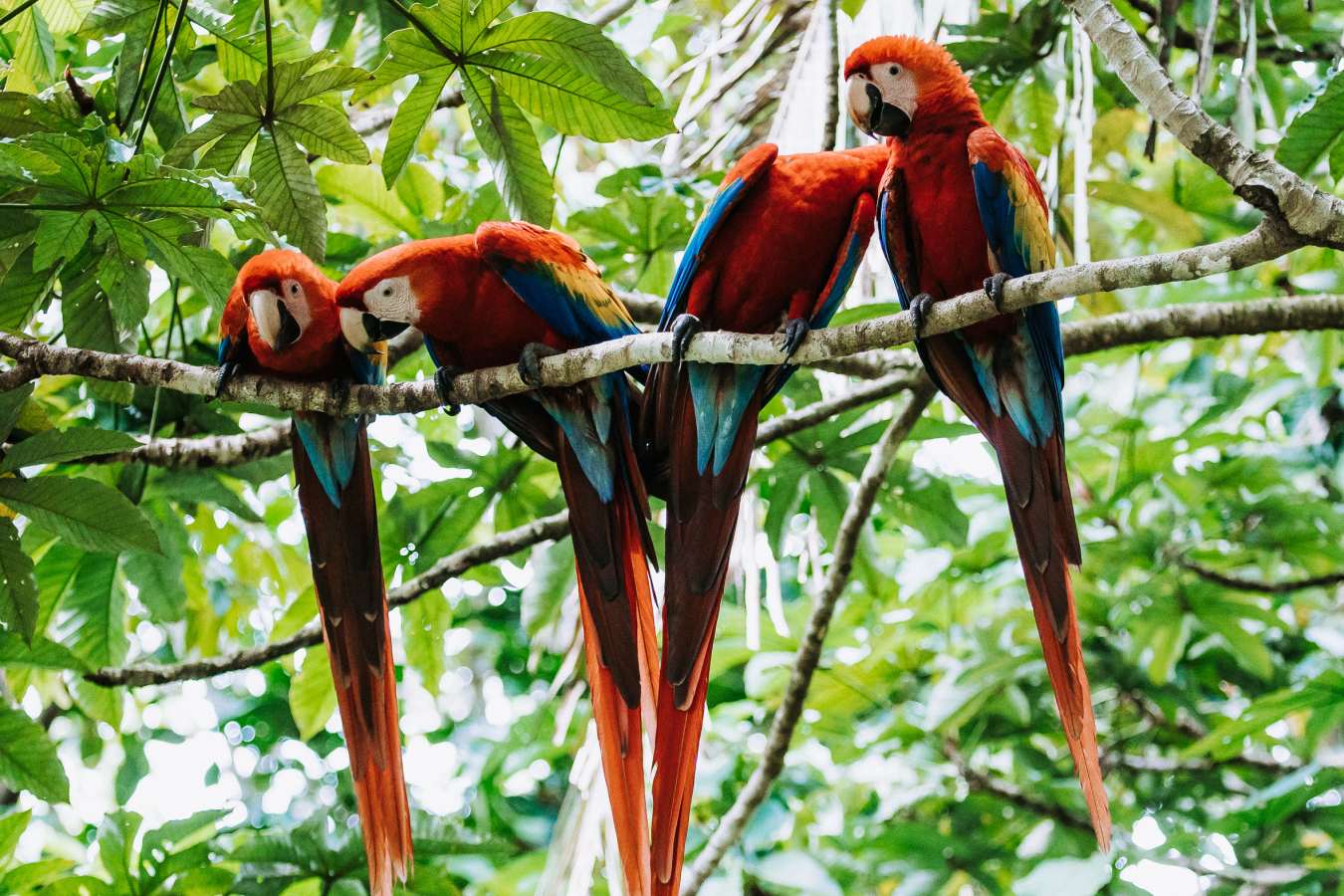 wildlife