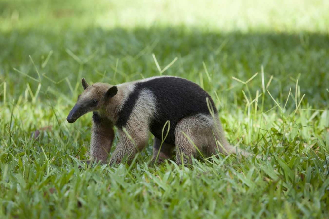Ant eater - Playa Cativo